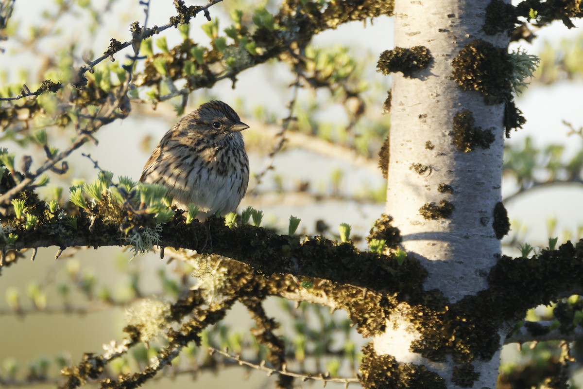 Еловая овсянка - ML454699101