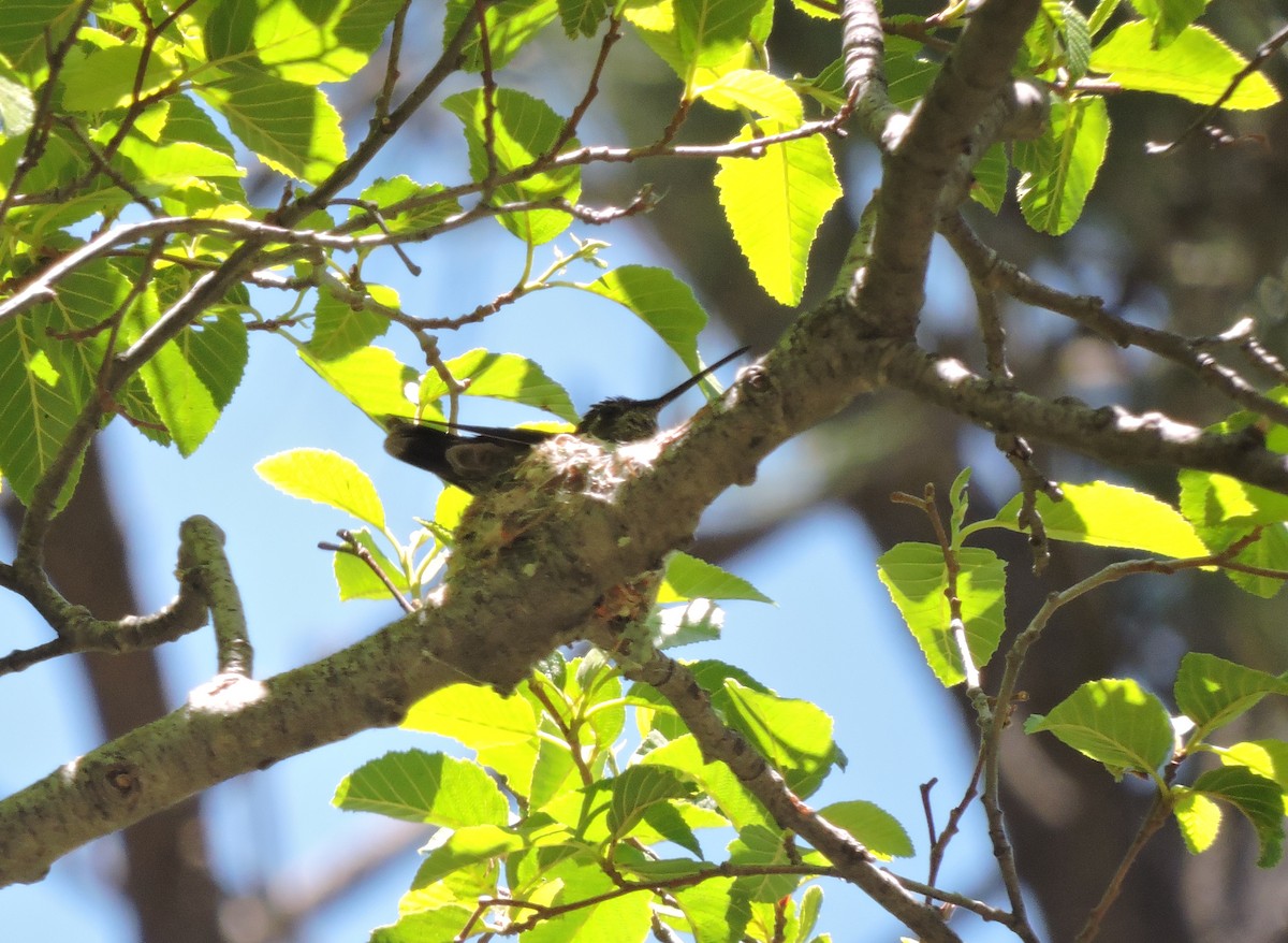 Rivoli's Hummingbird - ML454700931