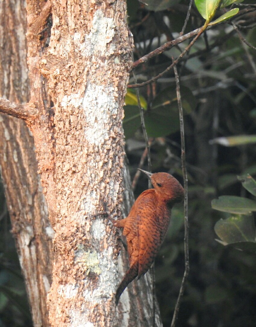 Rufous Woodpecker - Tejasvi S Acharya