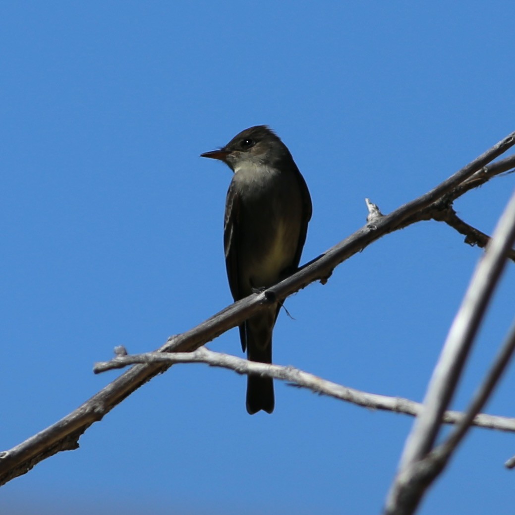 Western Wood-Pewee - ML454702971