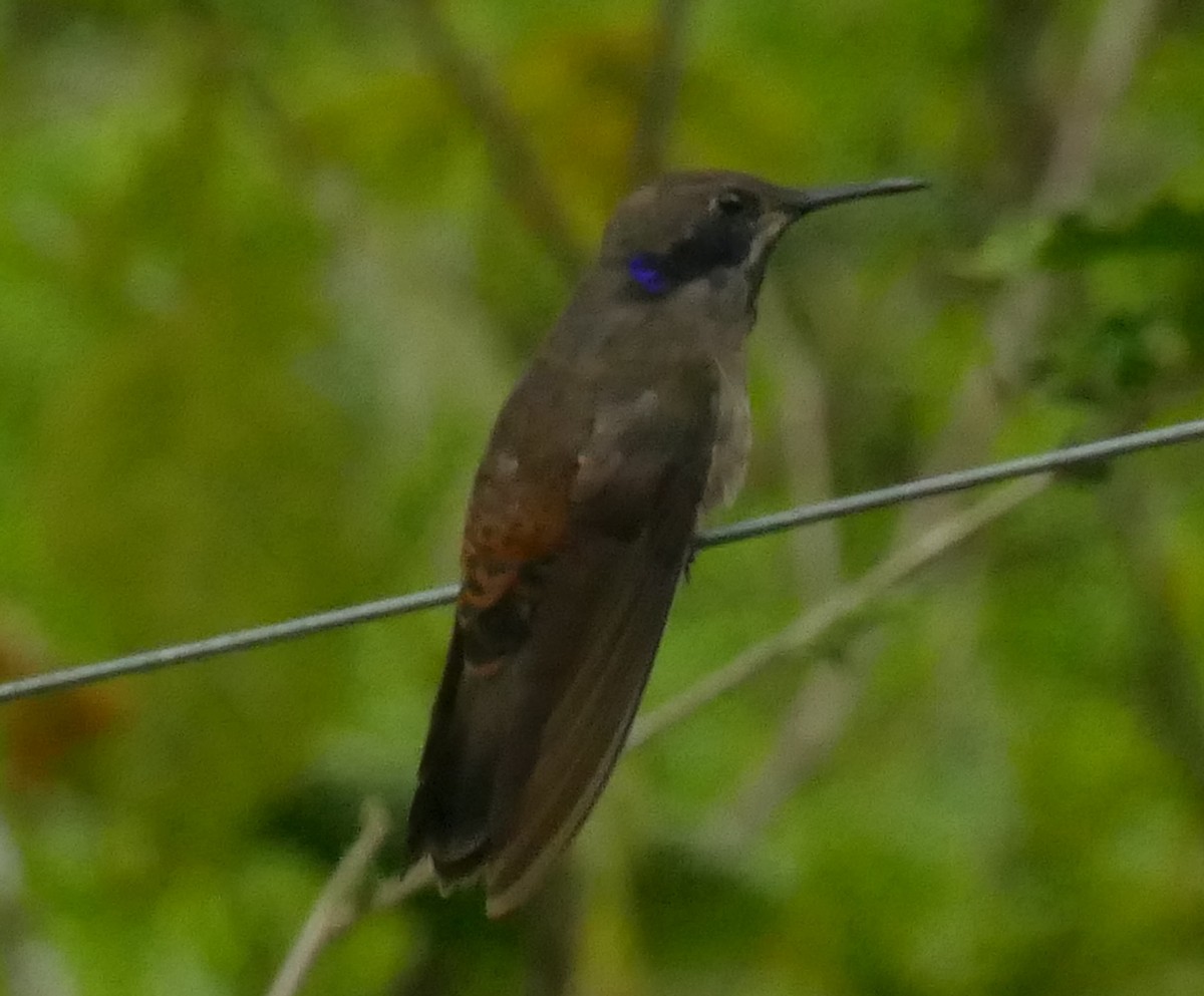 Brown Violetear - Derek Heins