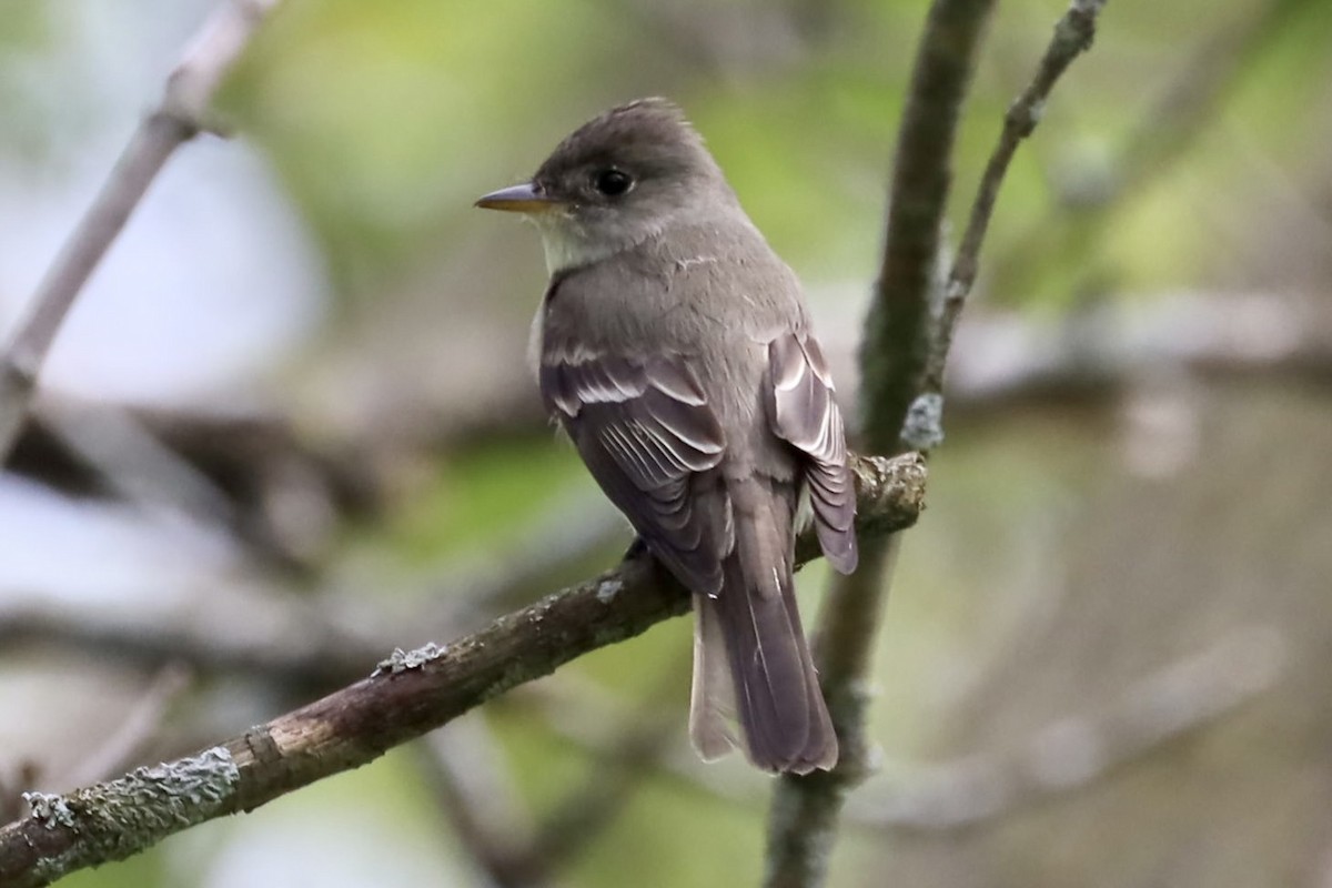 Eastern Wood-Pewee - ML454703401