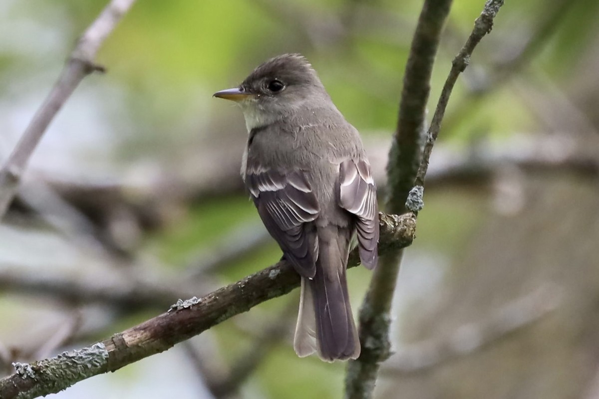 Eastern Wood-Pewee - ML454703411