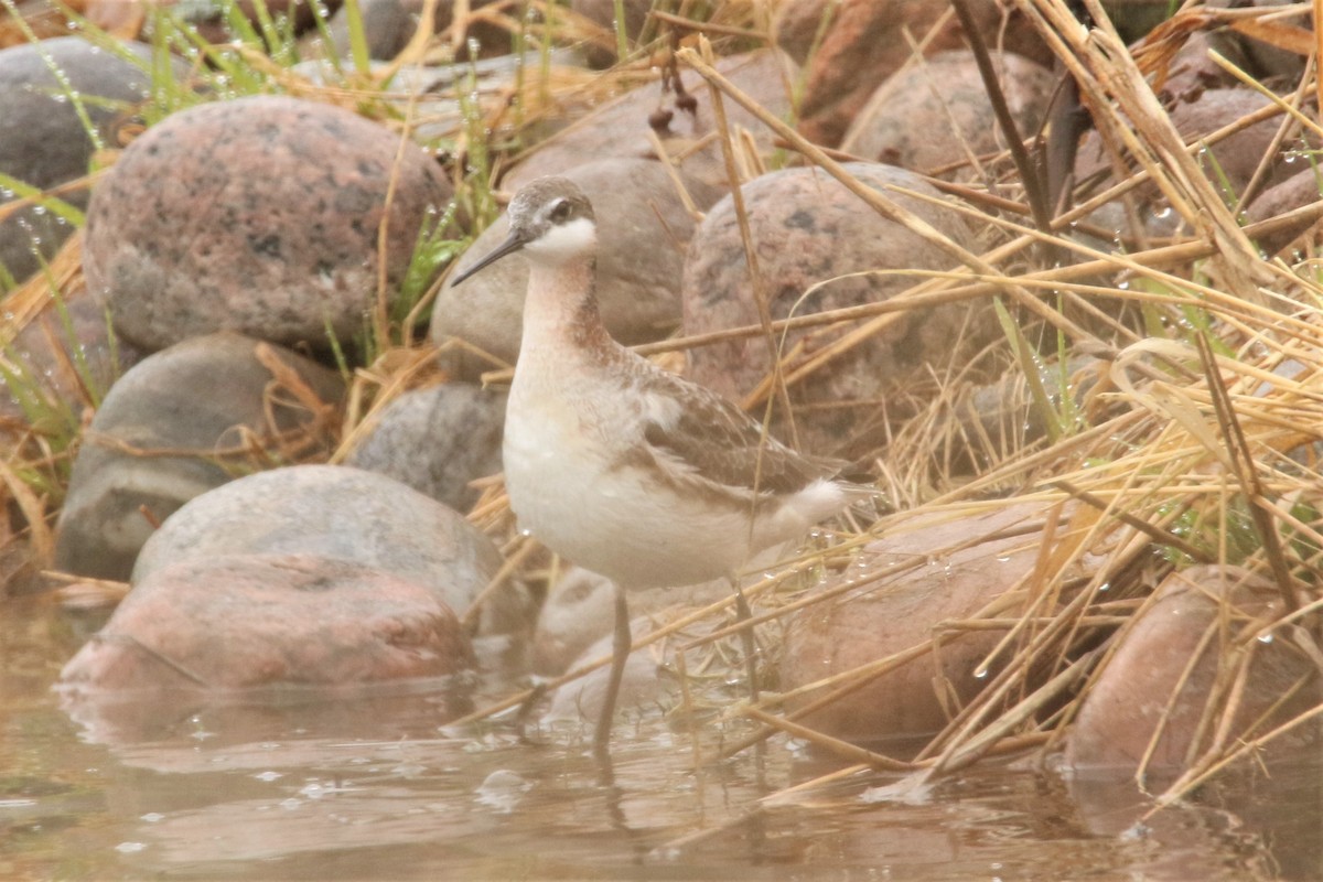 Wilson's Phalarope - ML454703781