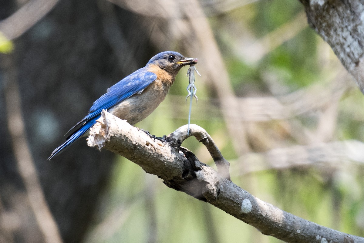 Eastern Bluebird - ML454704331