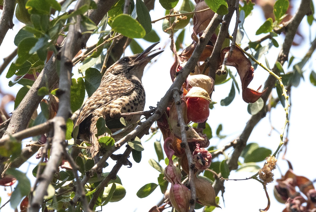 Spotted Wren - ML454704381