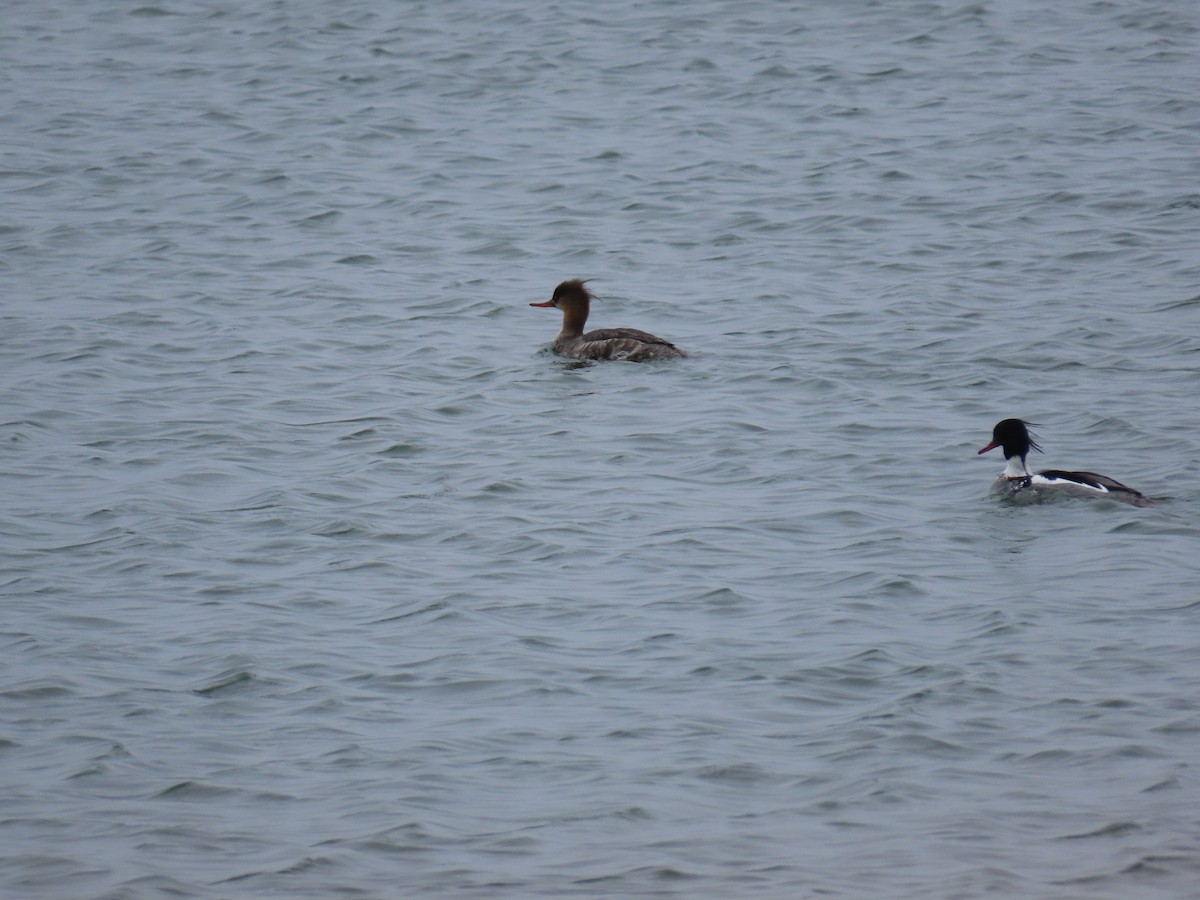 Red-breasted Merganser - ML454704511