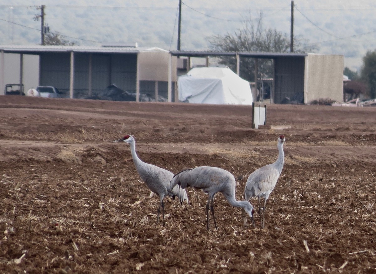 Grulla Canadiense - ML45470461