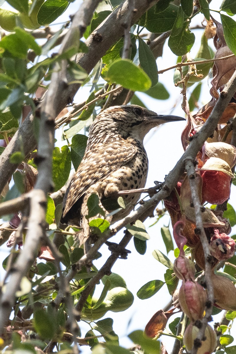 Spotted Wren - ML454705221