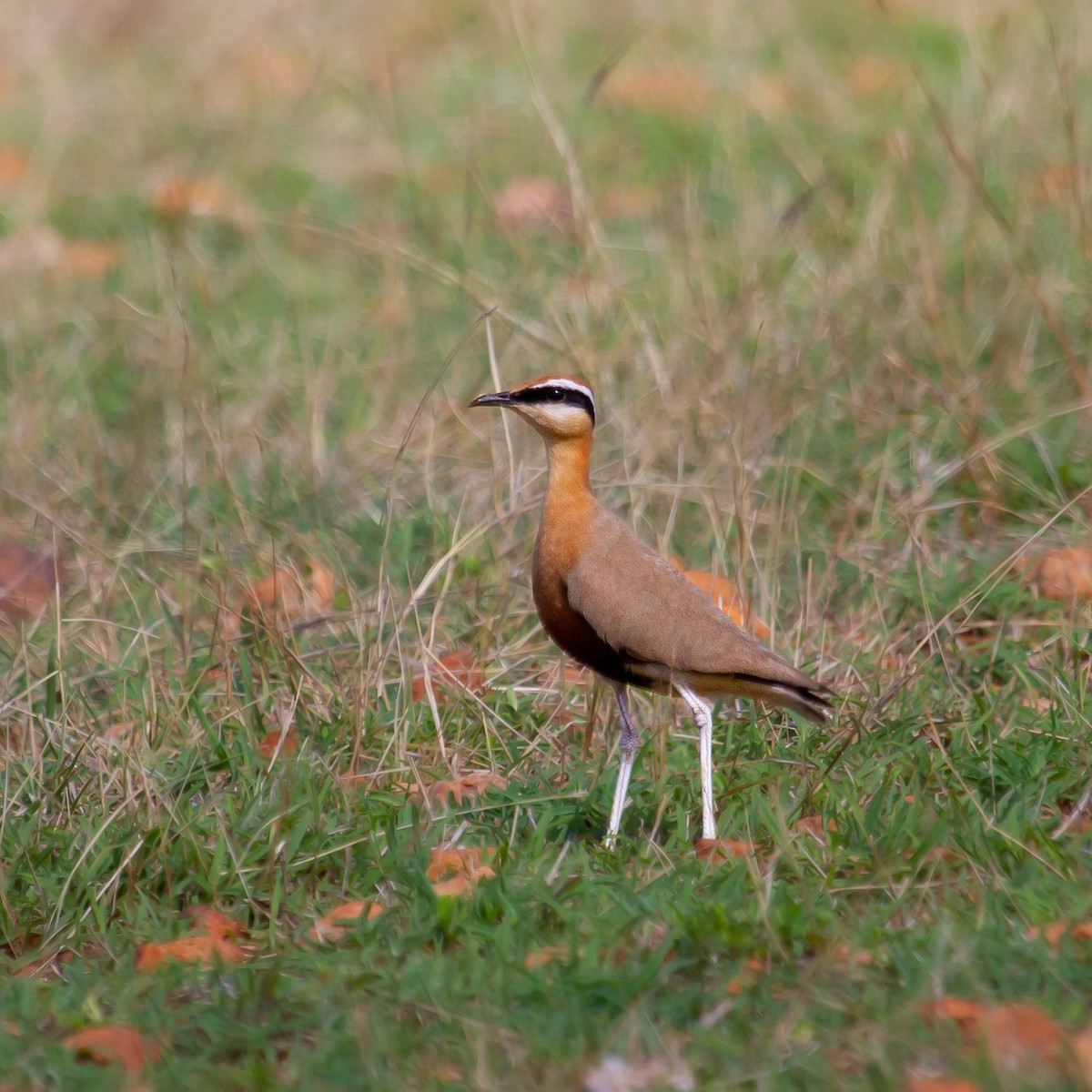 Indian Courser - ML454705731