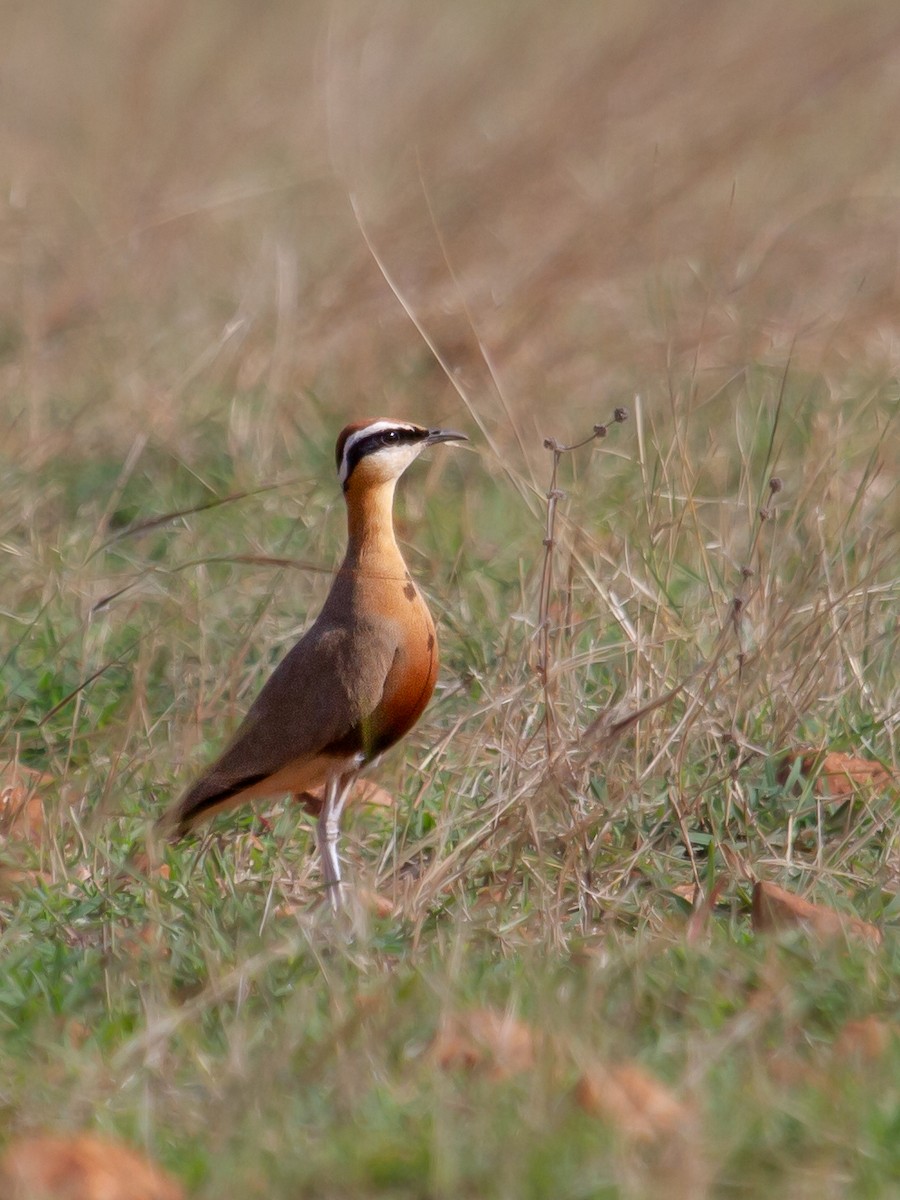 Indian Courser - ML454705771