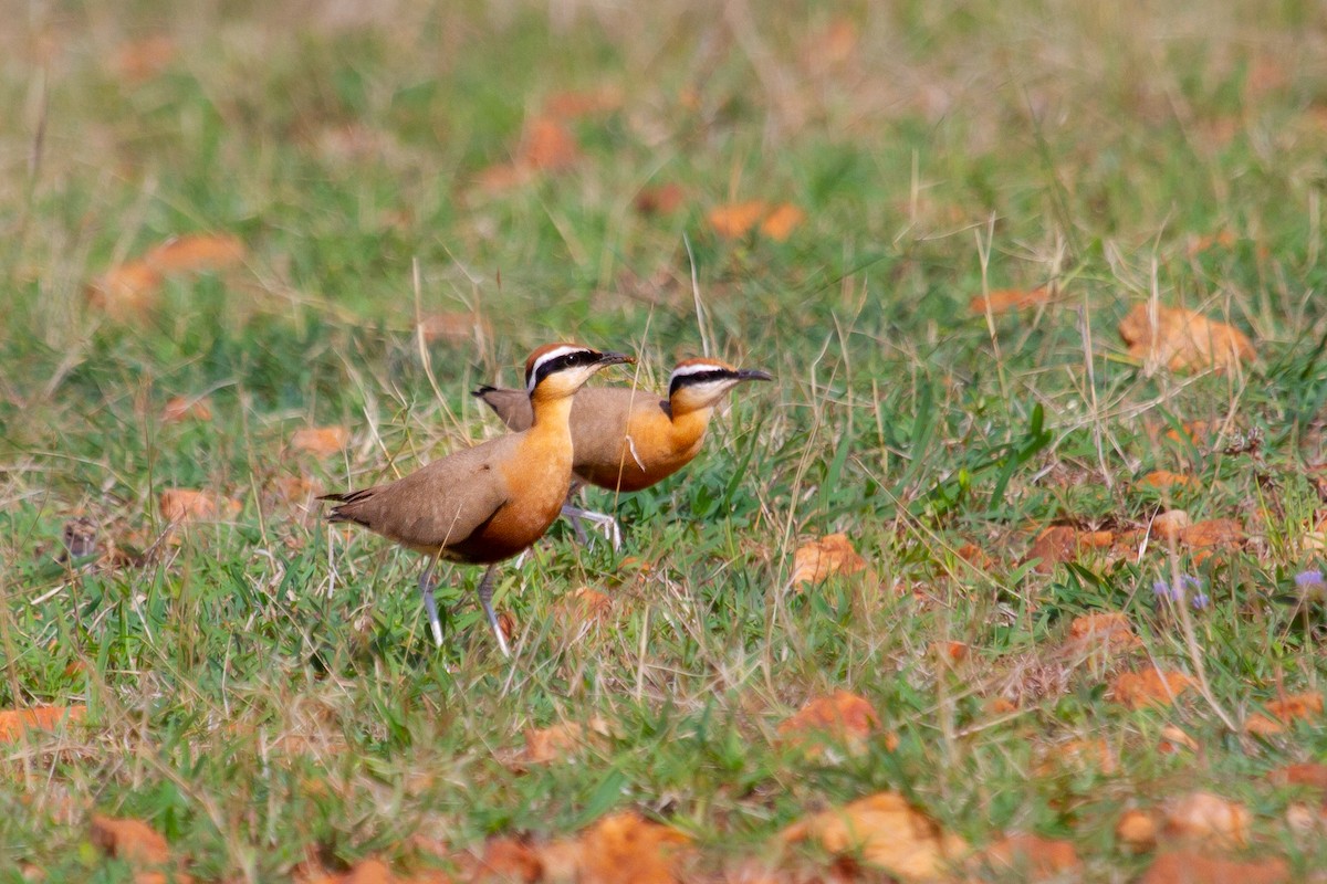 Indian Courser - ML454705831