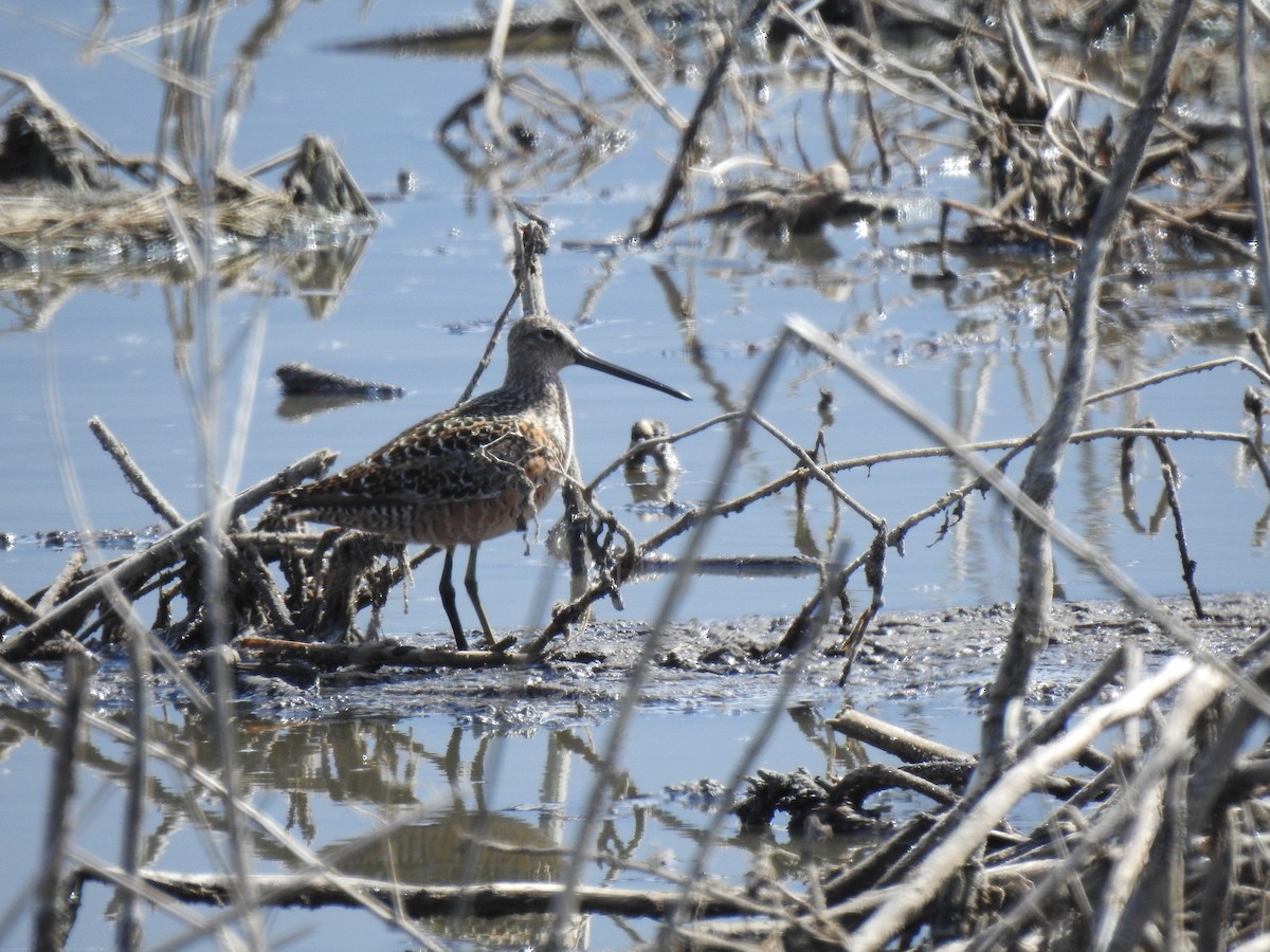 Long-billed Dowitcher - ML454706521