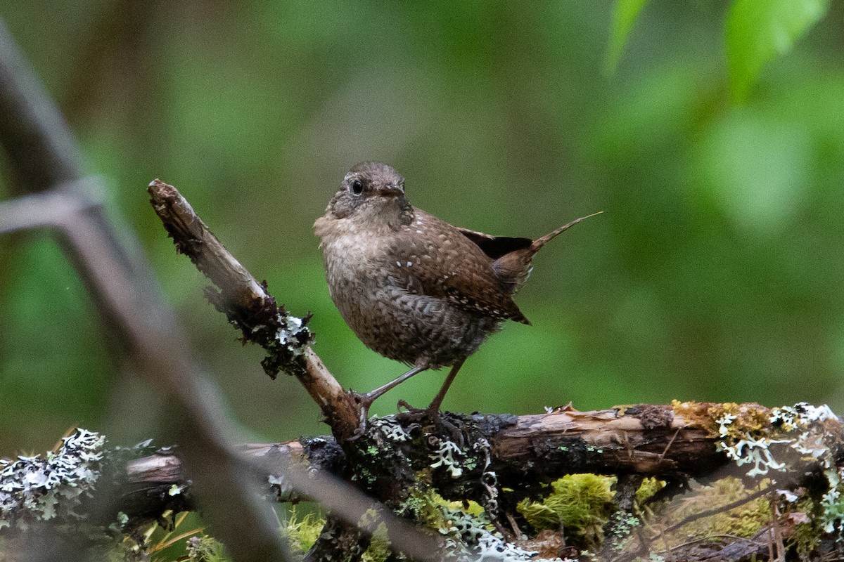 Winter Wren - ML454706751