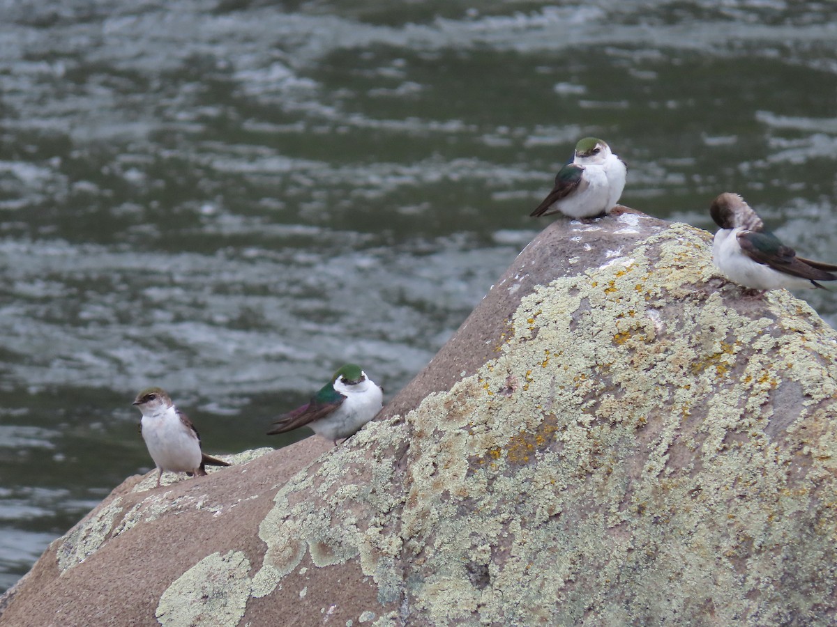 Violet-green Swallow - ML454708171