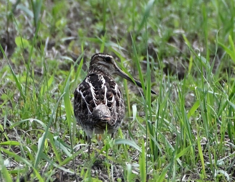 Wilson's Snipe - FELIX-MARIE AFFA'A