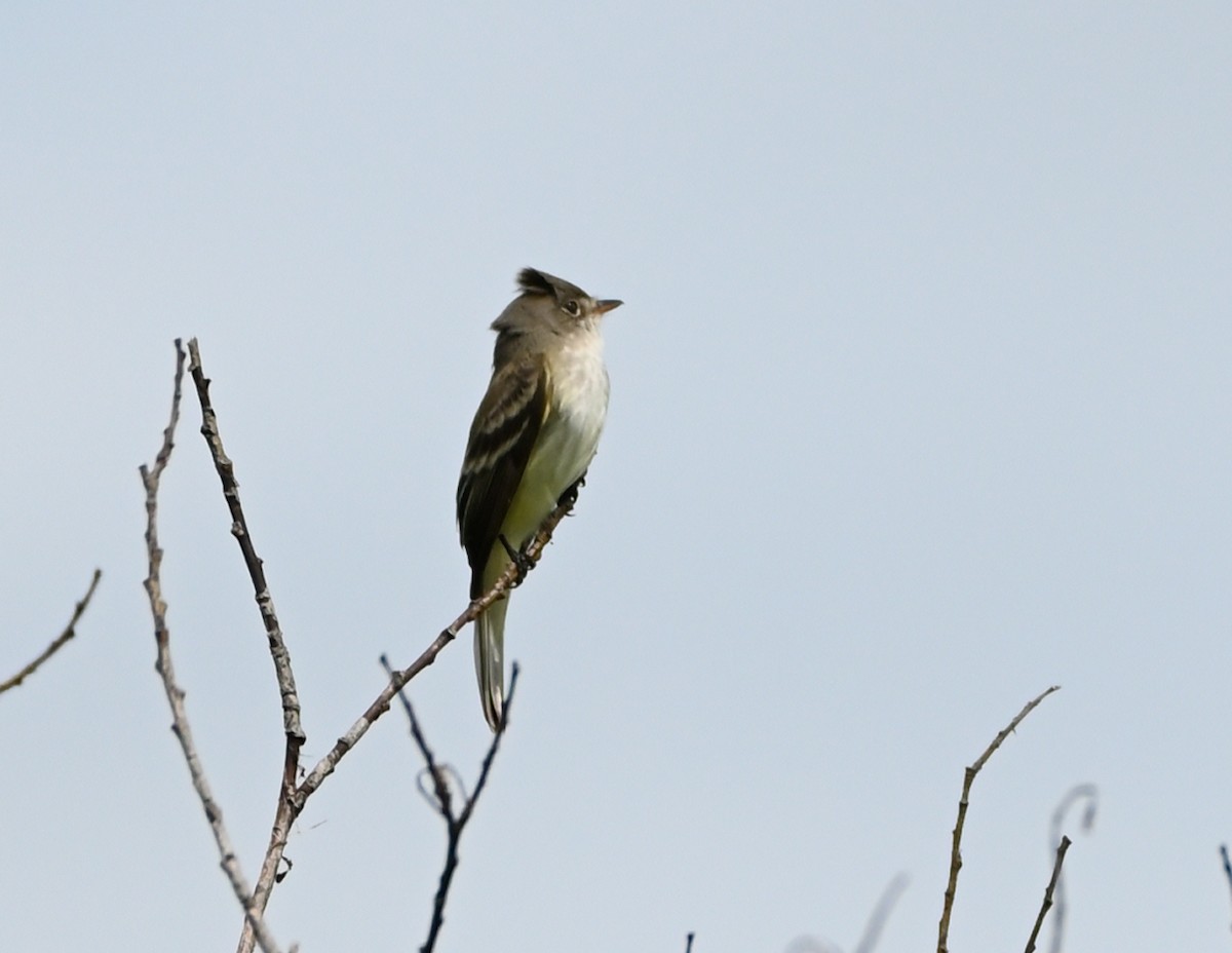 Alder Flycatcher - FELIX-MARIE AFFA'A