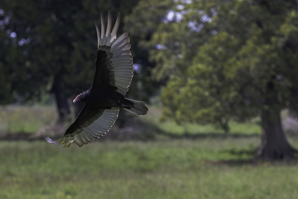 Turkey Vulture - Eric Ellingson