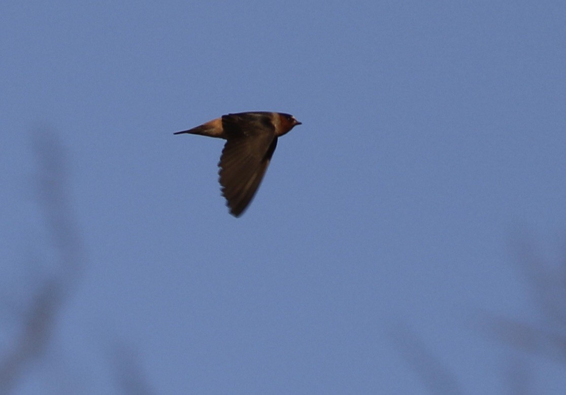 Cliff Swallow - ML454711941