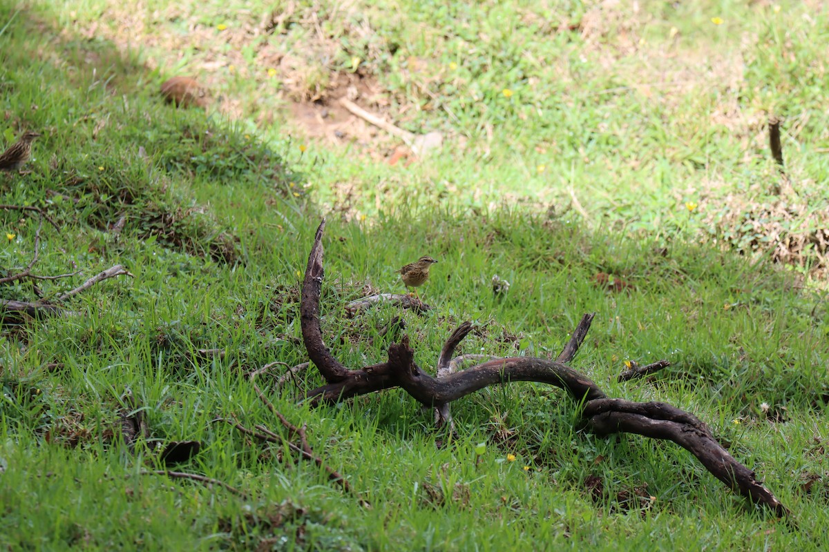 Nilgiri Pipit - KARTHIKEYAN R