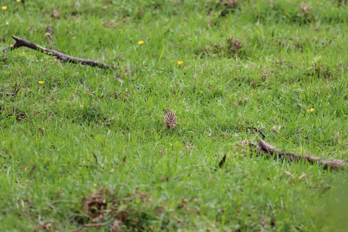 Nilgiri Pipit - KARTHIKEYAN R