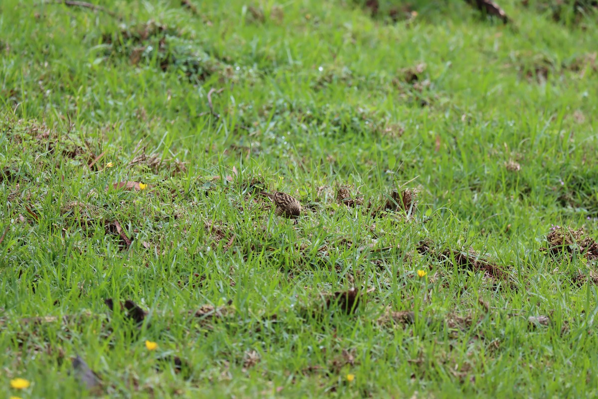 Nilgiri Pipit - KARTHIKEYAN R