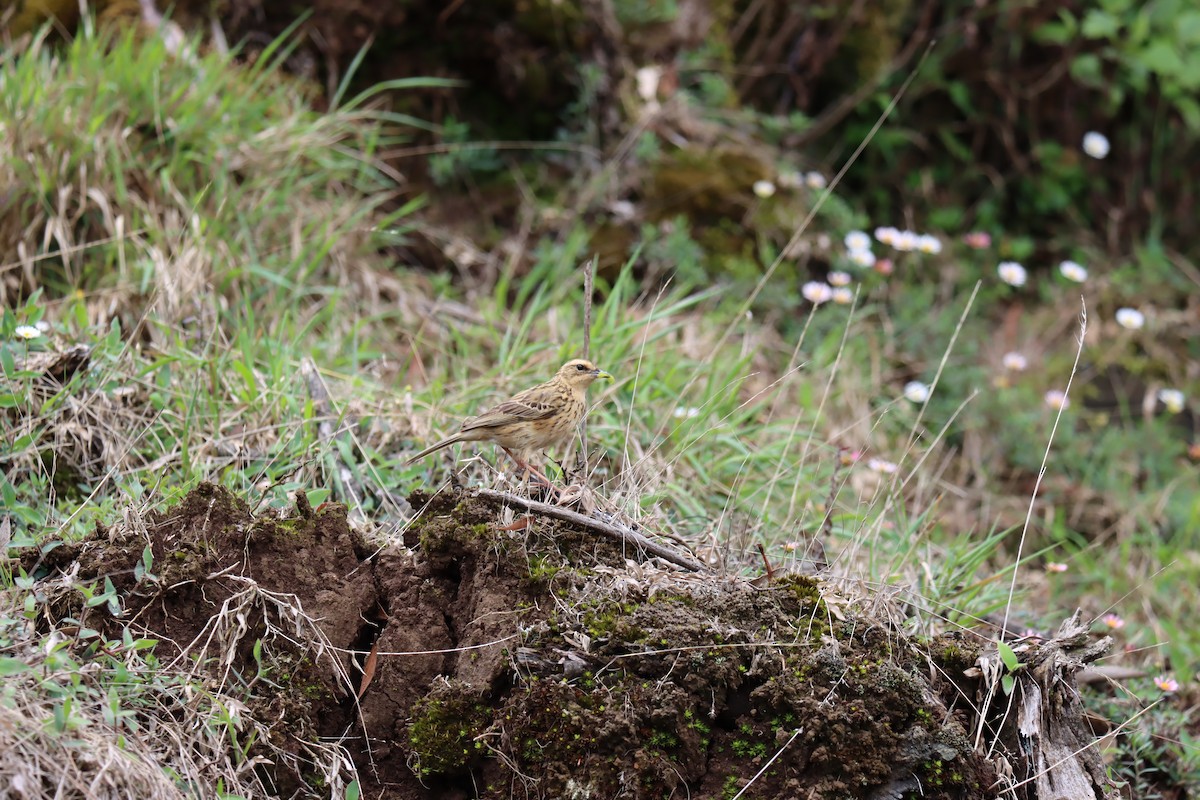 Nilgiri Pipit - KARTHIKEYAN R