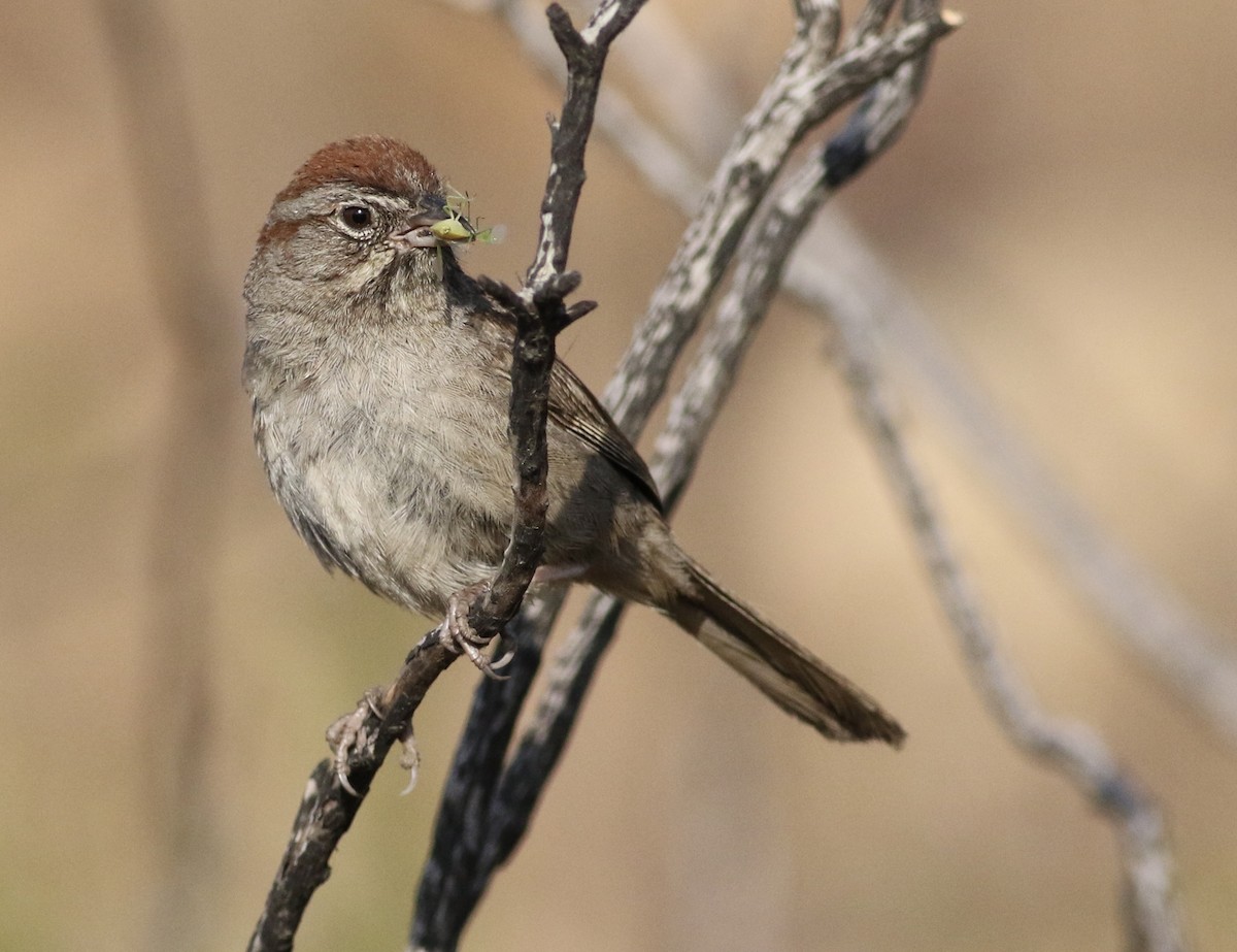 Rufous-crowned Sparrow - Joe Sweeney