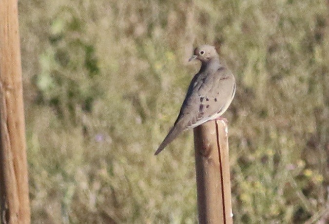 Mourning Dove - Joe Sweeney