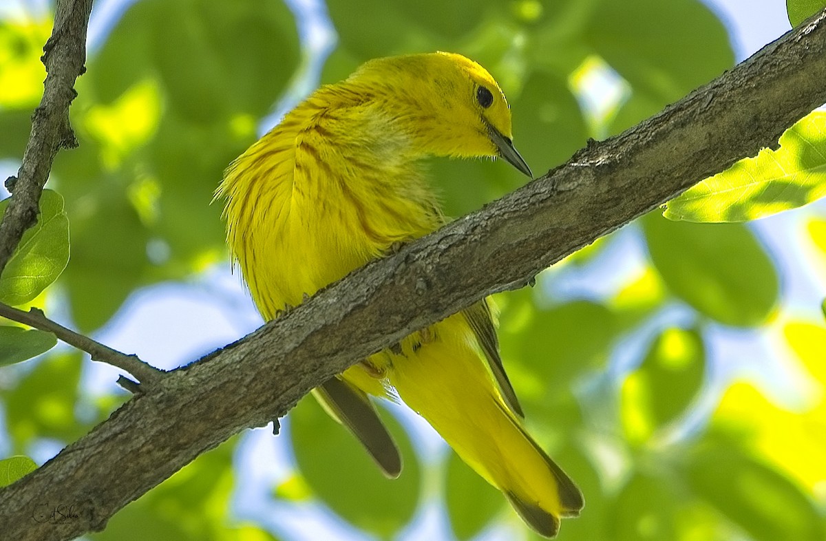 Yellow Warbler - Catarina  Silva