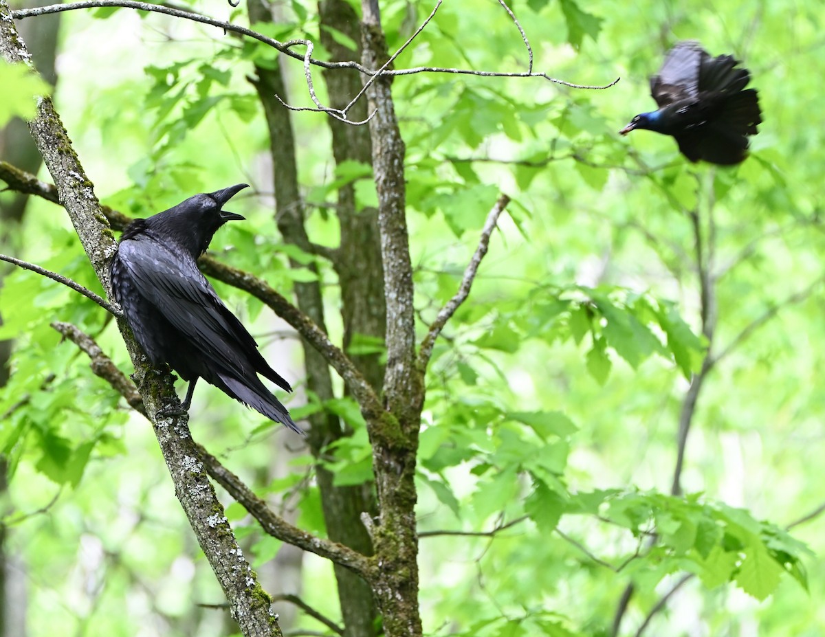 Common Raven - ML454717071