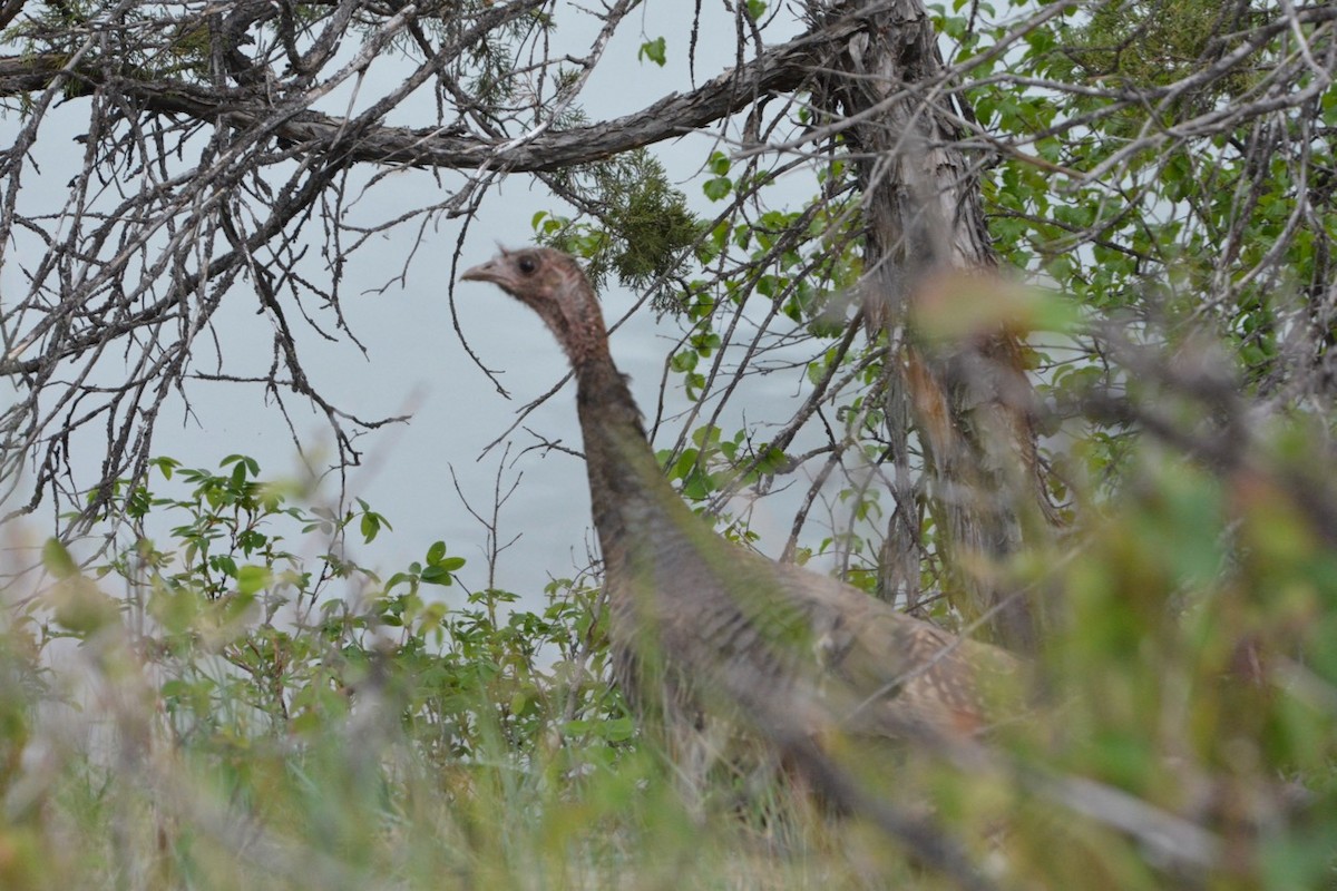 Wild Turkey - ML454718701