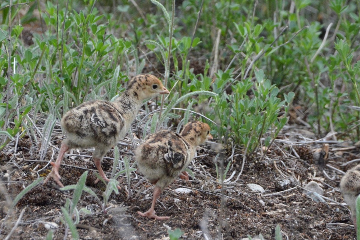 Guajolote Gallipavo - ML454718851