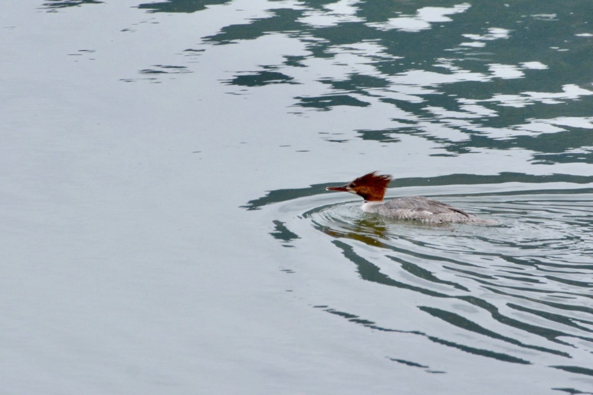 Common Merganser - ML454719011