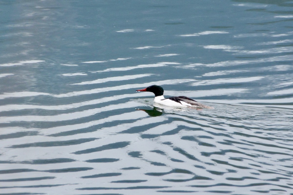 Common Merganser - ML454719021