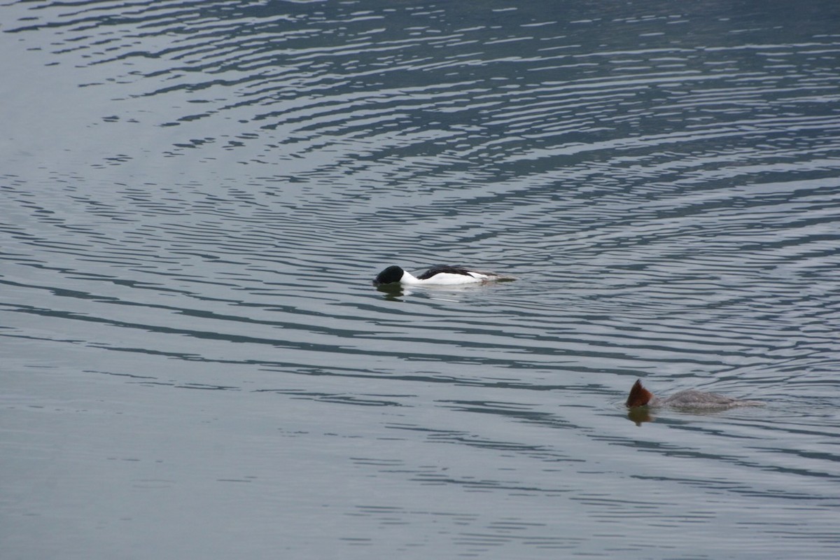 Common Merganser - ML454719031