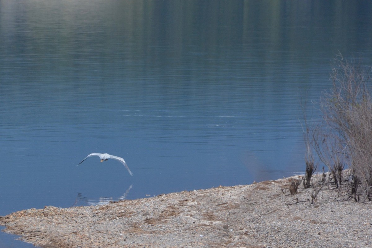 Great Blue Heron - ML454719091