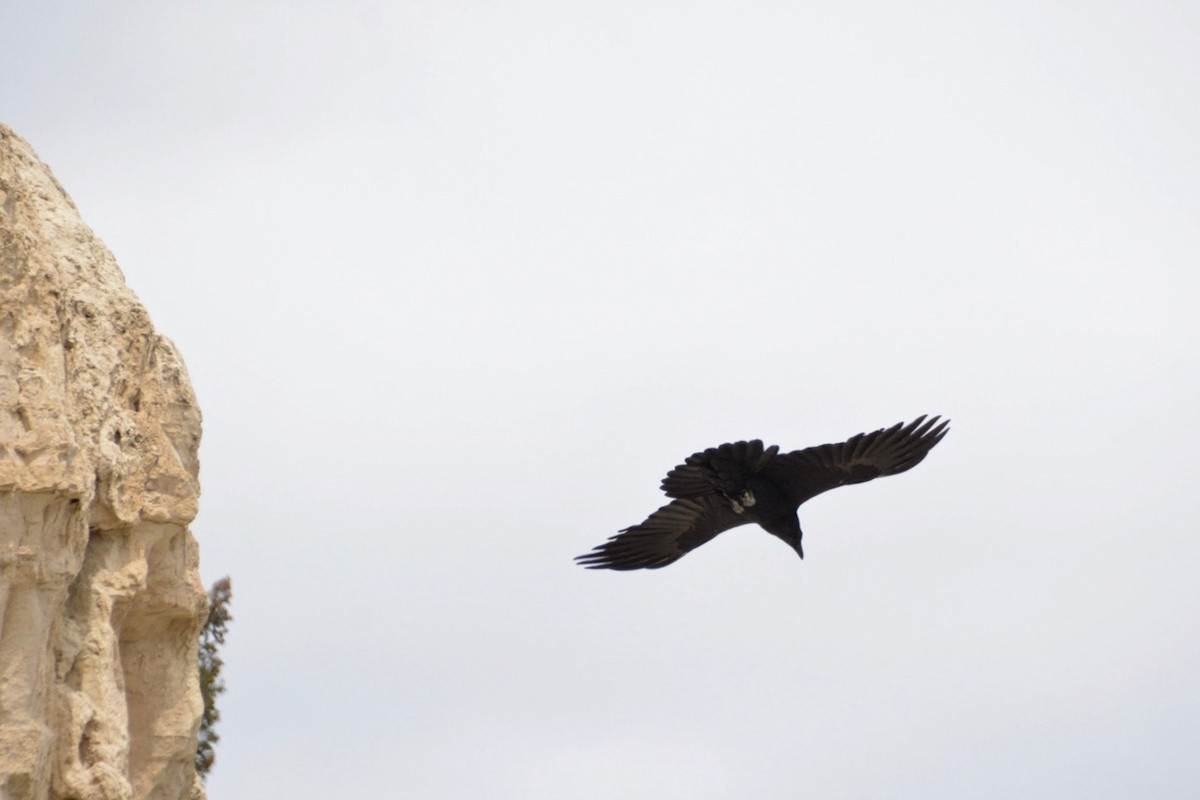 Common Raven - ML454719161