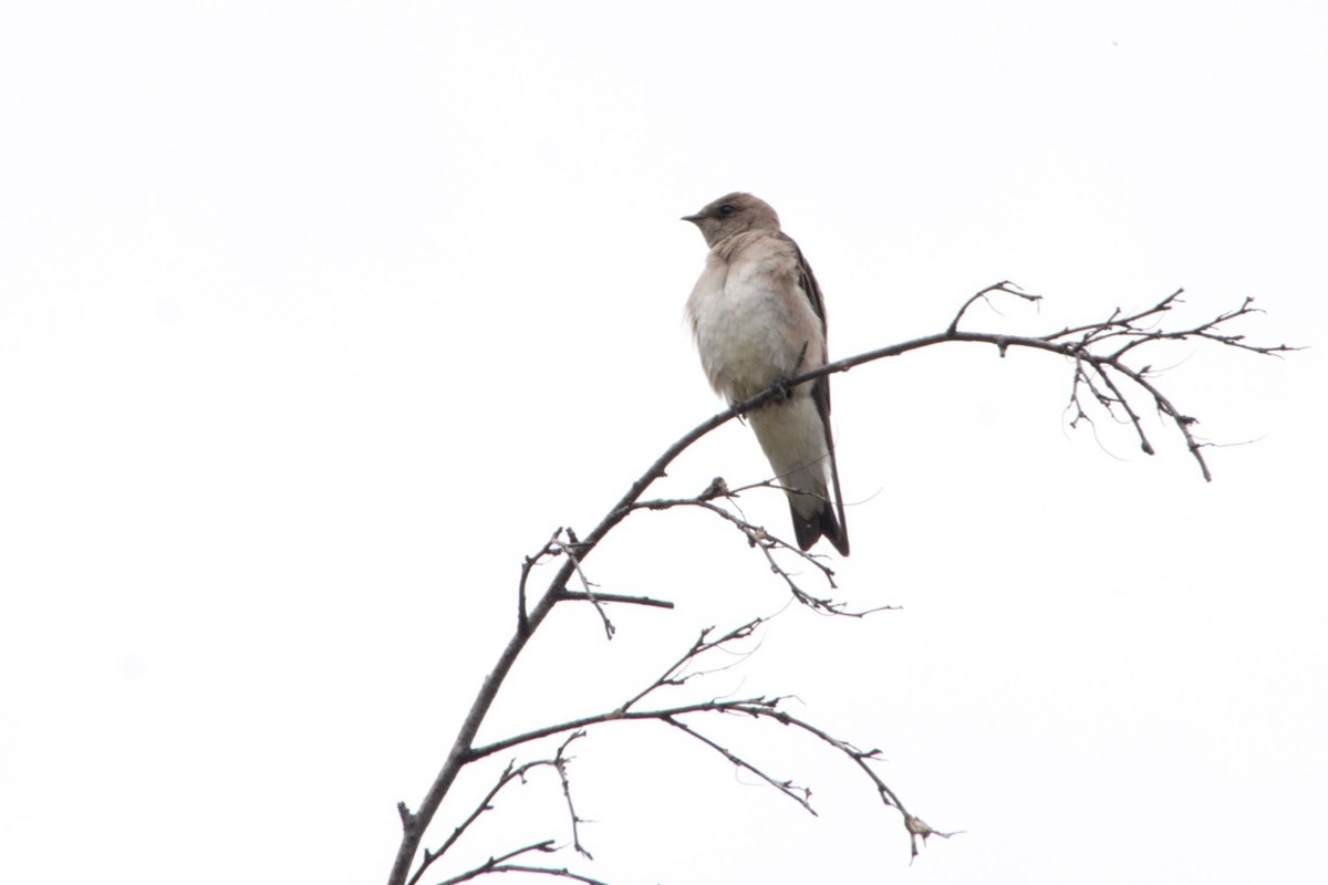 Northern Rough-winged Swallow - ML454719671