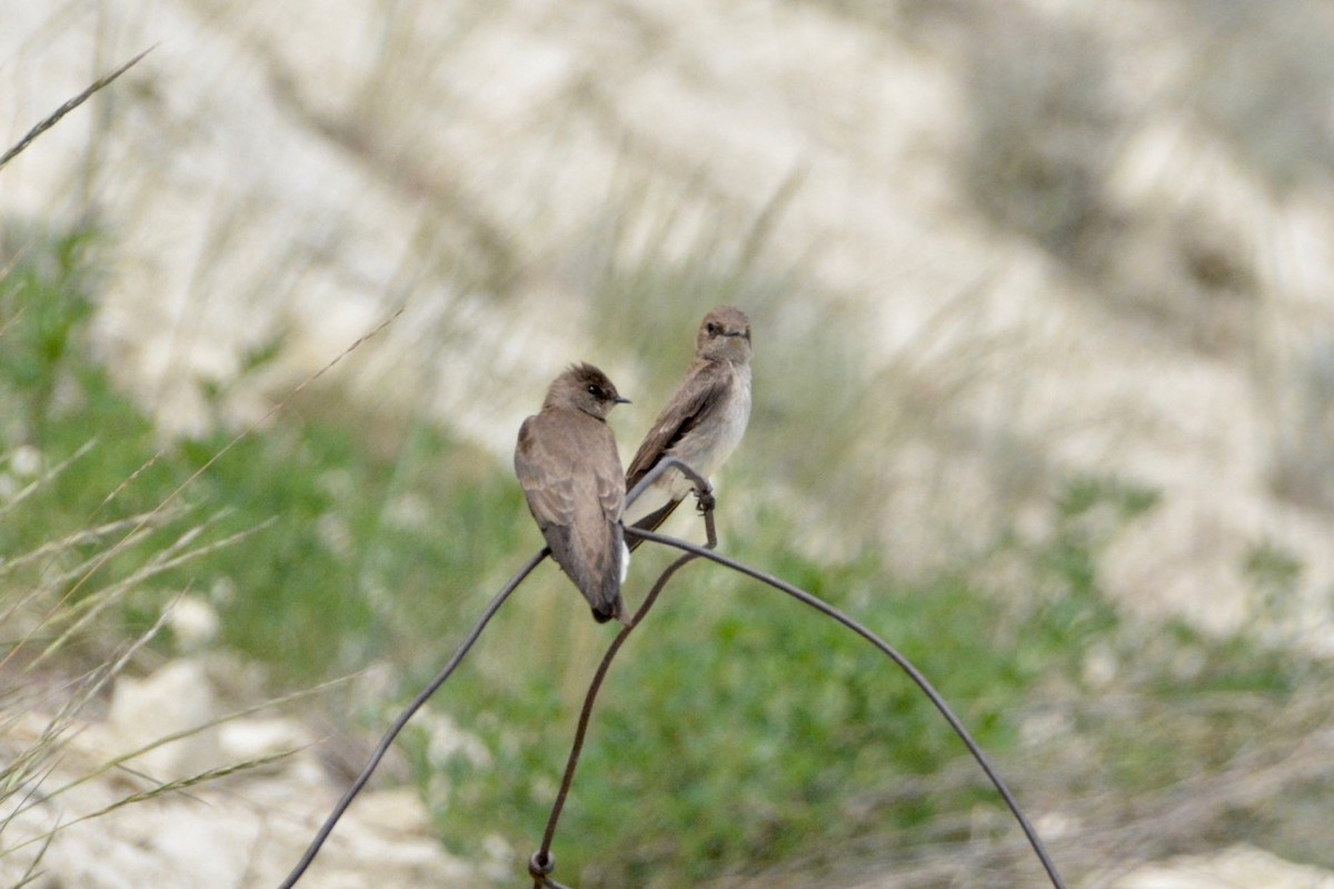 Northern Rough-winged Swallow - ML454719691