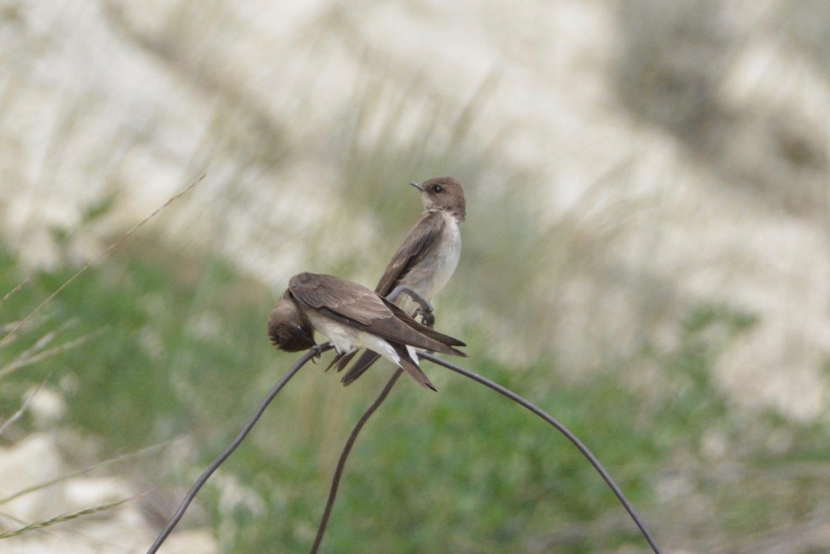 Northern Rough-winged Swallow - ML454719701