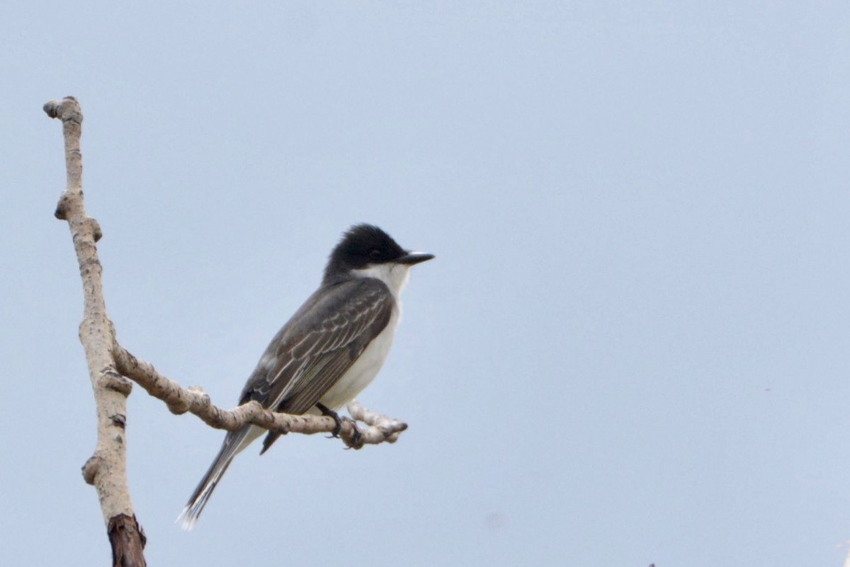 Eastern Kingbird - ML454719821