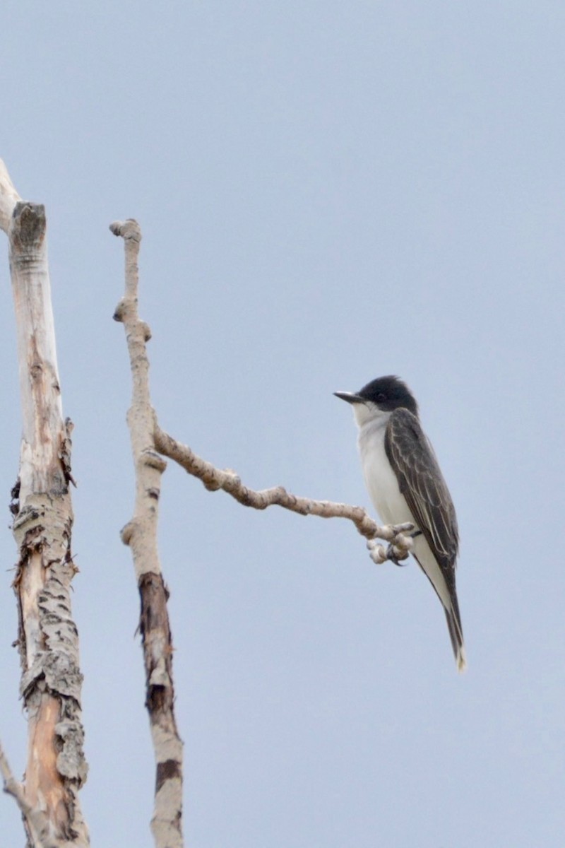 Eastern Kingbird - ML454719831