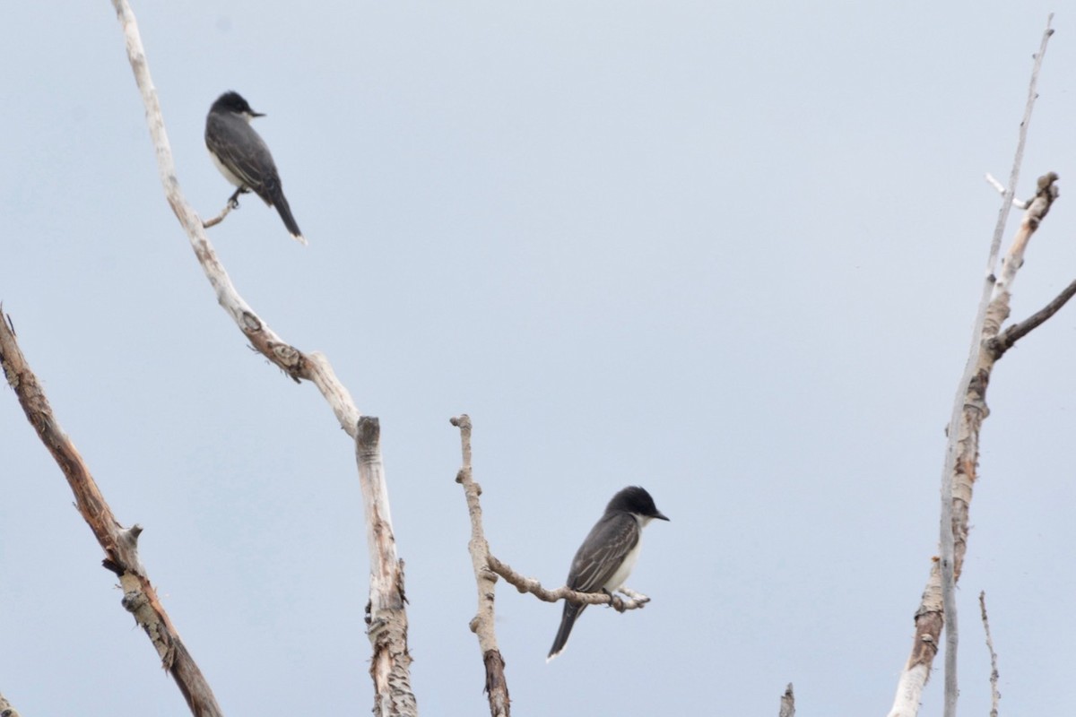 Eastern Kingbird - ML454719841