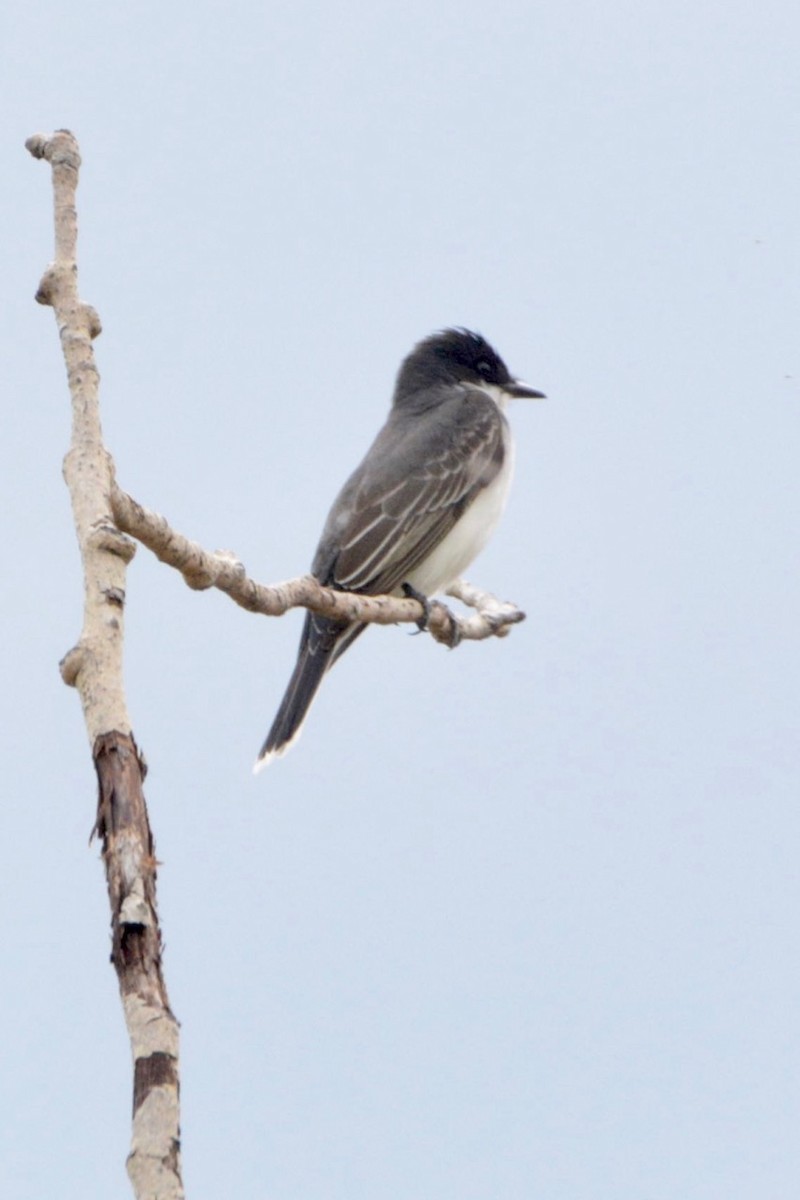 Schieferrücken-Königstyrann - ML454719851