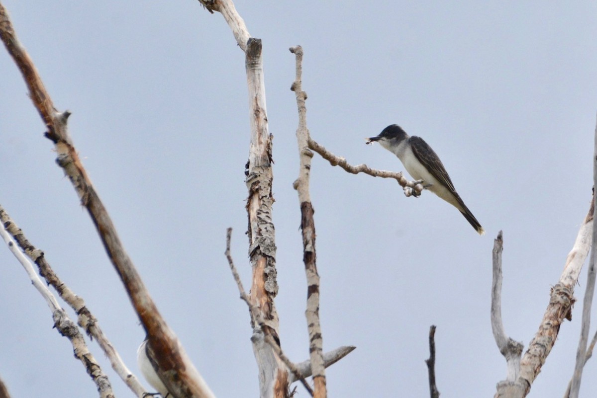 Schieferrücken-Königstyrann - ML454719861