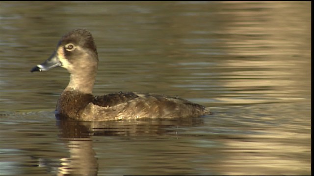 Ring-necked Duck - ML454721