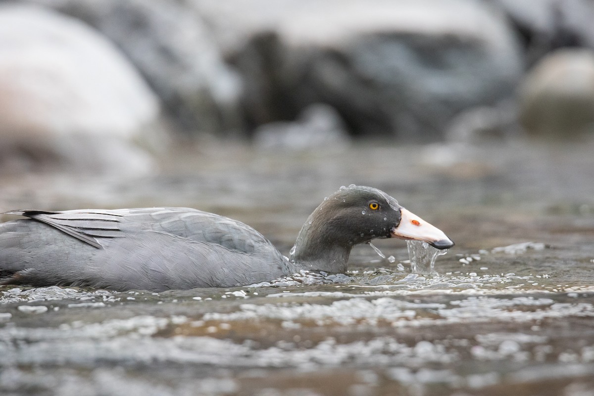 Blue Duck - ML454721531