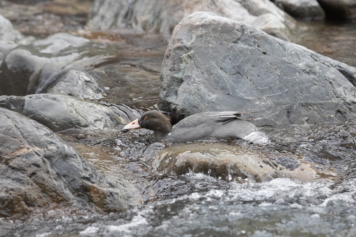 Pato Azul - ML454721561