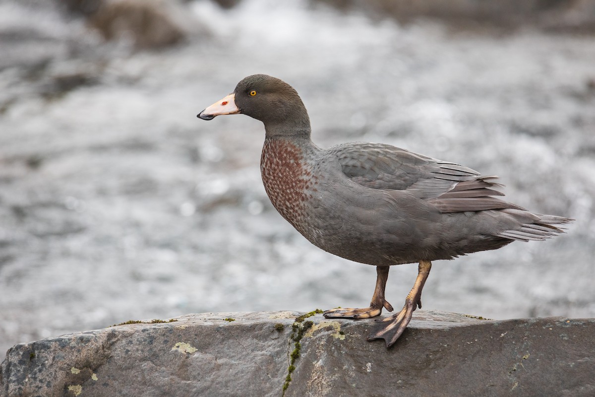 Canard bleu - ML454721591